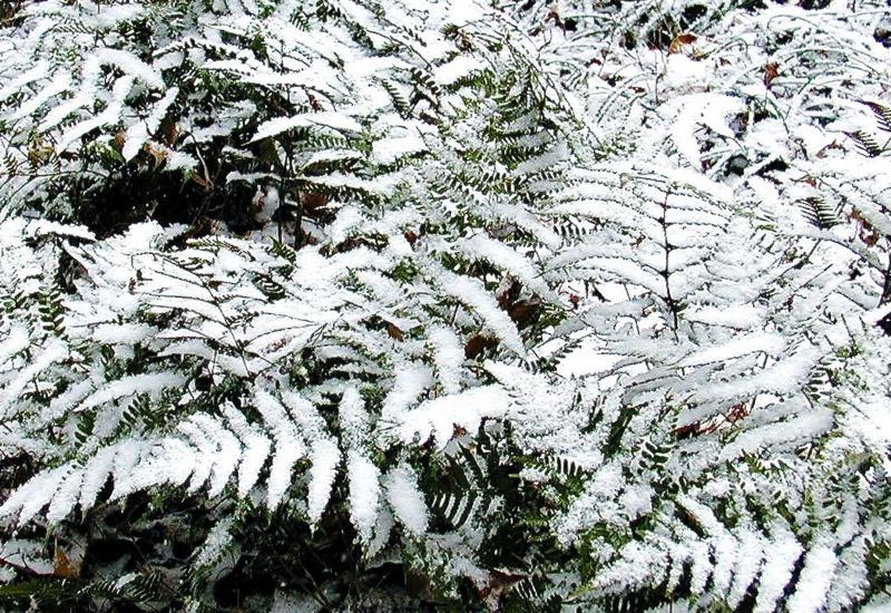 Autumn Fern