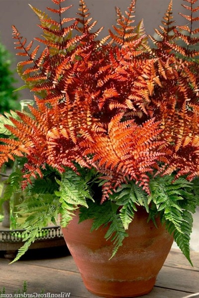 Autumn Fern