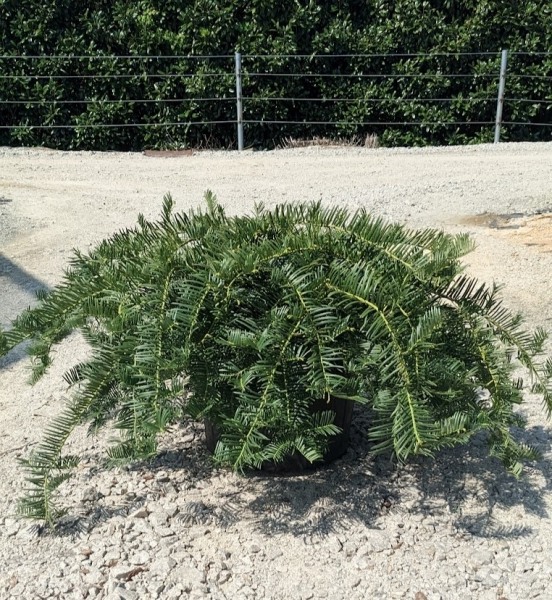 Creeping Japanese Plum Yew