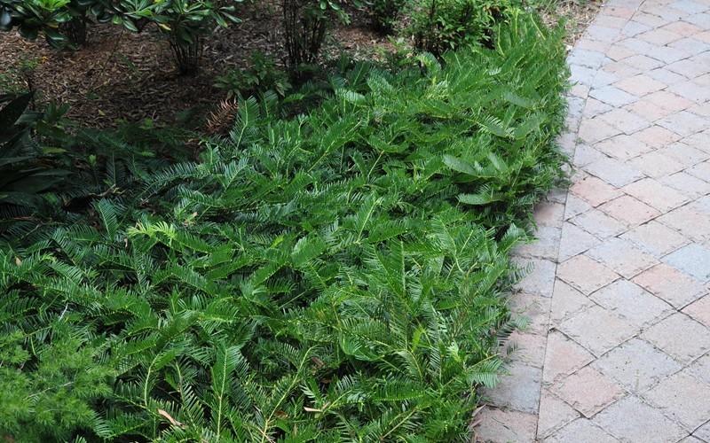 Creeping Japanese Plum Yew
