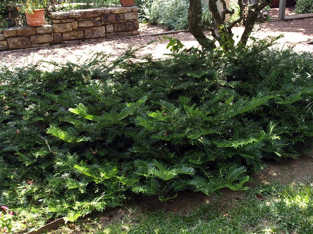 Creeping Japanese Plum Yew