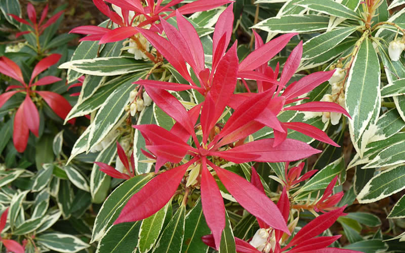 Flaming Silver Pieris japonica