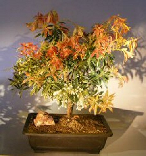 Flaming Silver Pieris japonica