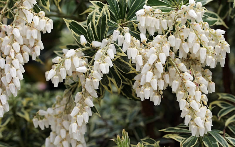 Flaming Silver Pieris japonica