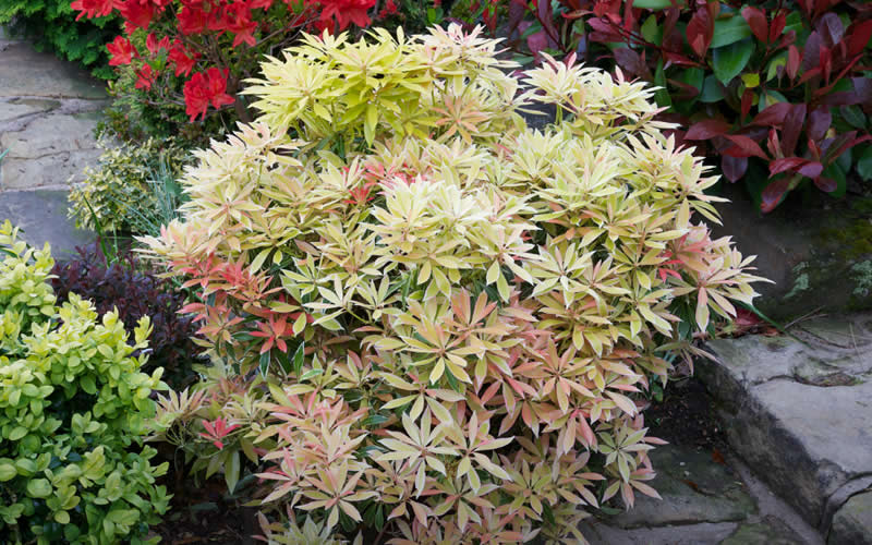 Flaming Silver Pieris japonica