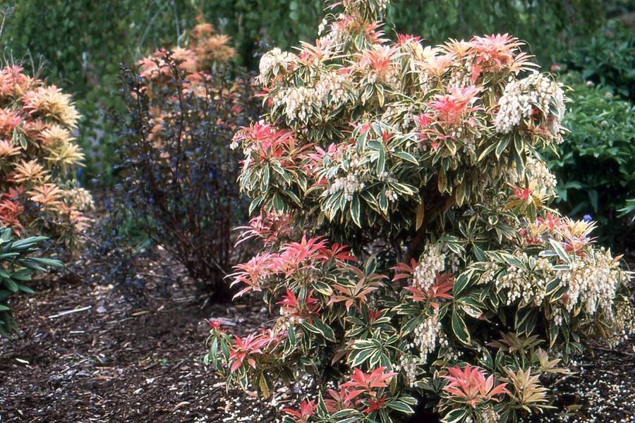 pieris japonica flaming silver care