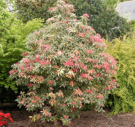 Flaming Silver Pieris japonica