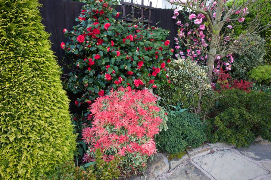 Flaming Silver Pieris japonica