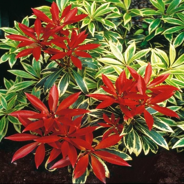 Flaming Silver Pieris japonica
