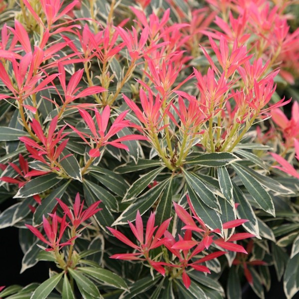 Flaming Silver Pieris japonica