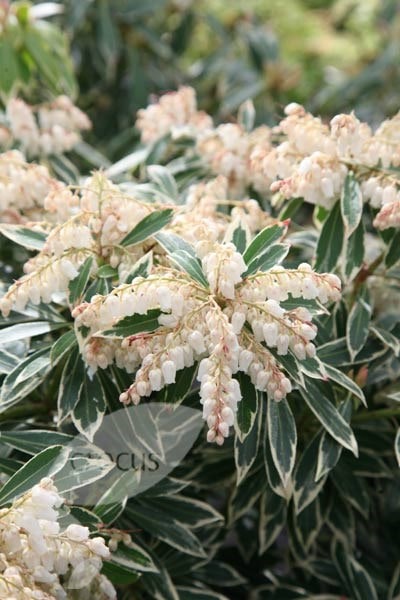 Flaming Silver Pieris japonica