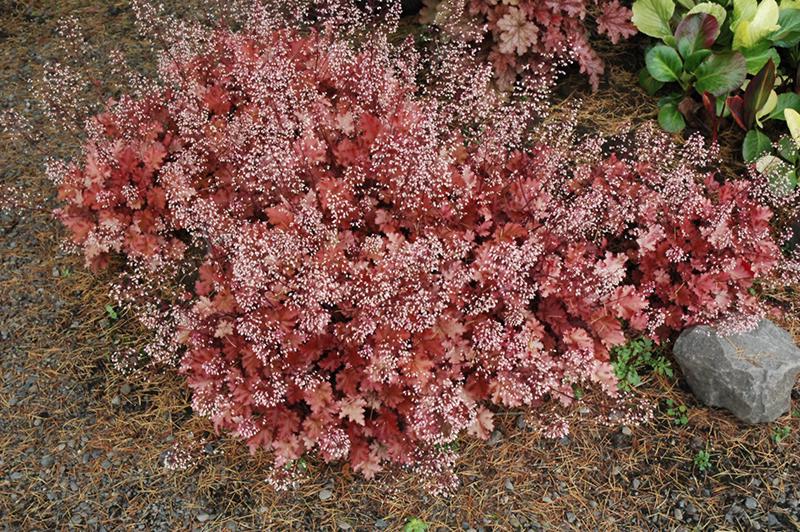 Peach Crisp Heuchera