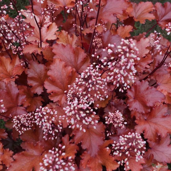 Peach Crisp Heuchera
