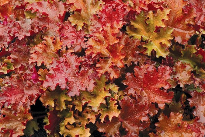 Peach Crisp Heuchera