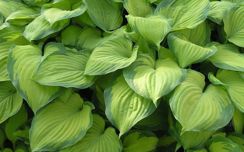 Guacamole Hosta Lily