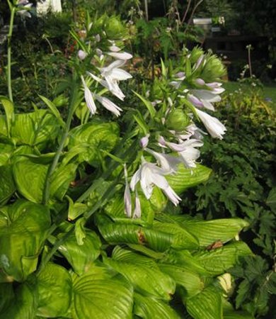 Guacamole Hosta Lily