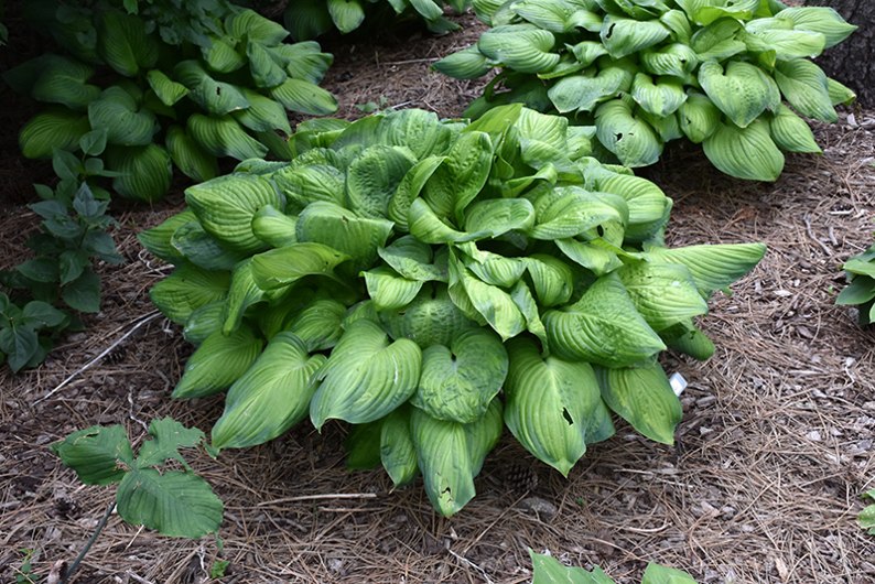 Guacamole Hosta Lily