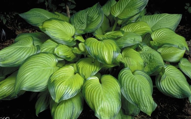 Guacamole Hosta Lily