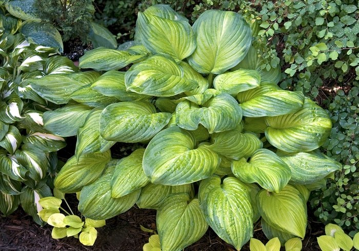 Guacamole Hosta Lily