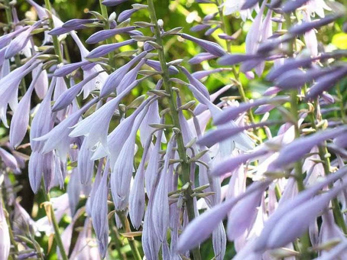 Guacamole Hosta Lily