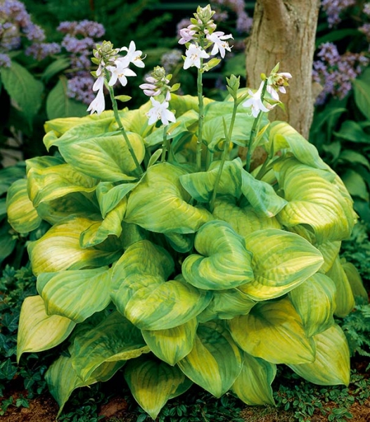 Guacamole Hosta Lily