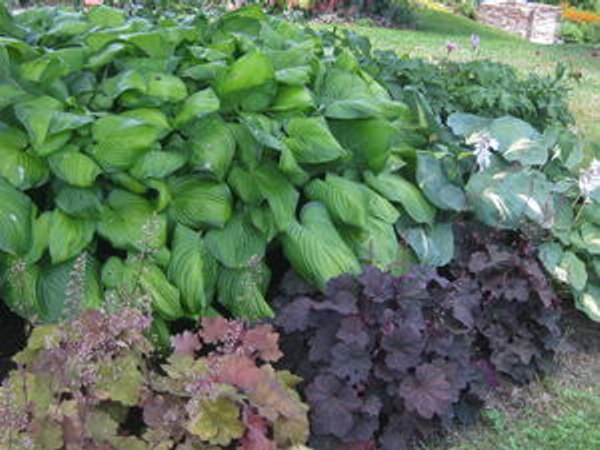 Guacamole Hosta Lily
