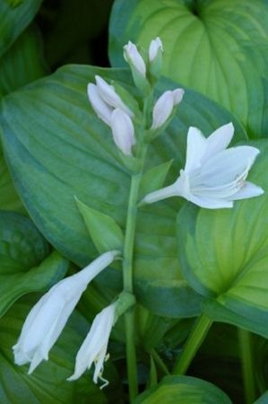 Guacamole Hosta Lily