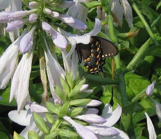 Guacamole Hosta Lily