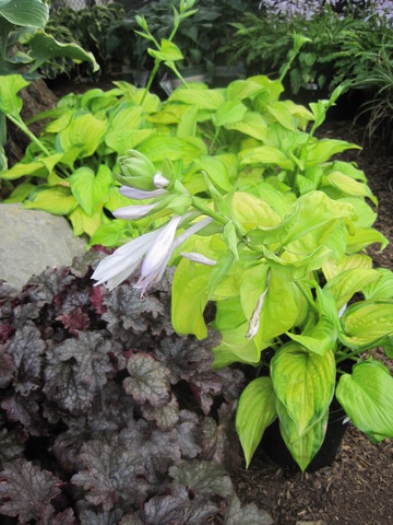 Stained Glass Hosta Lily
