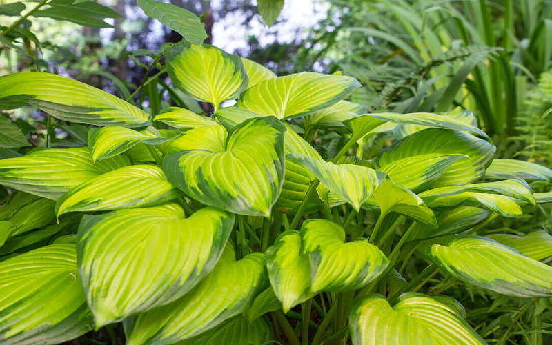 Stained Glass Hosta Lily