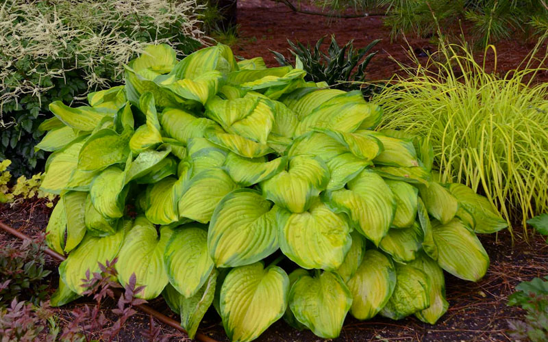 Stained Glass Hosta Lily