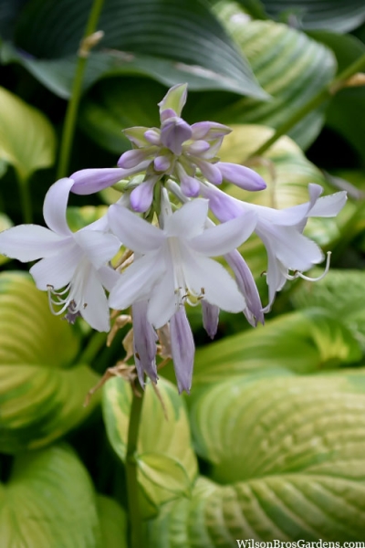 Stained Glass Hosta Lily