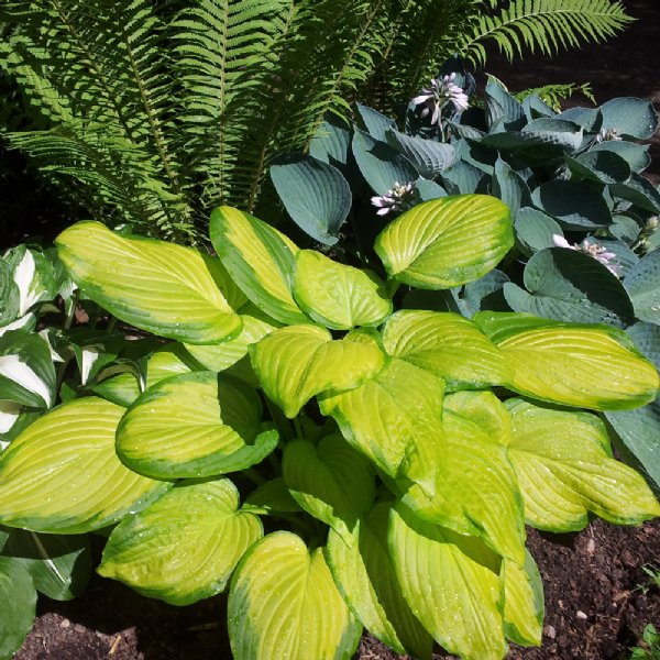 Stained Glass Hosta Lily