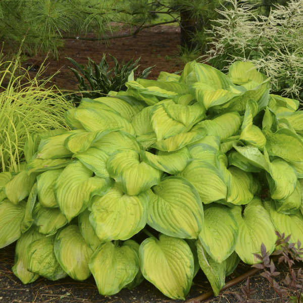 Stained Glass Hosta Lily