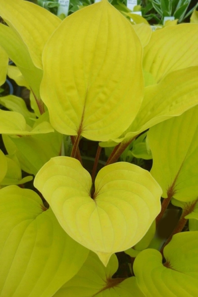 Fire Island Hosta Lily