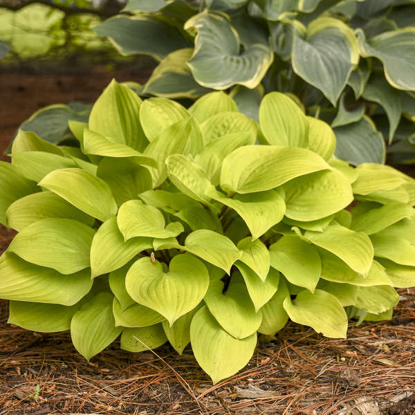Fire Island Hosta Lily