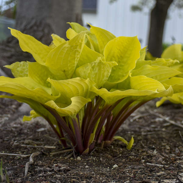 Fire Island Hosta Lily