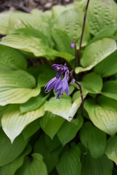 Fire Island Hosta Lily