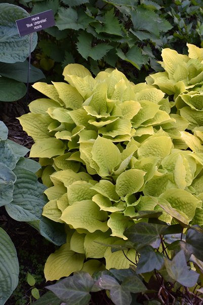 Fire Island Hosta Lily
