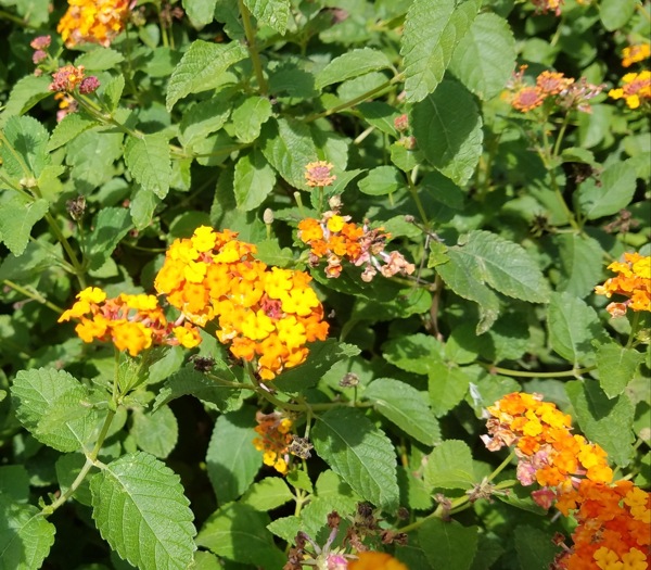 Miss Huff Hardy Lantana