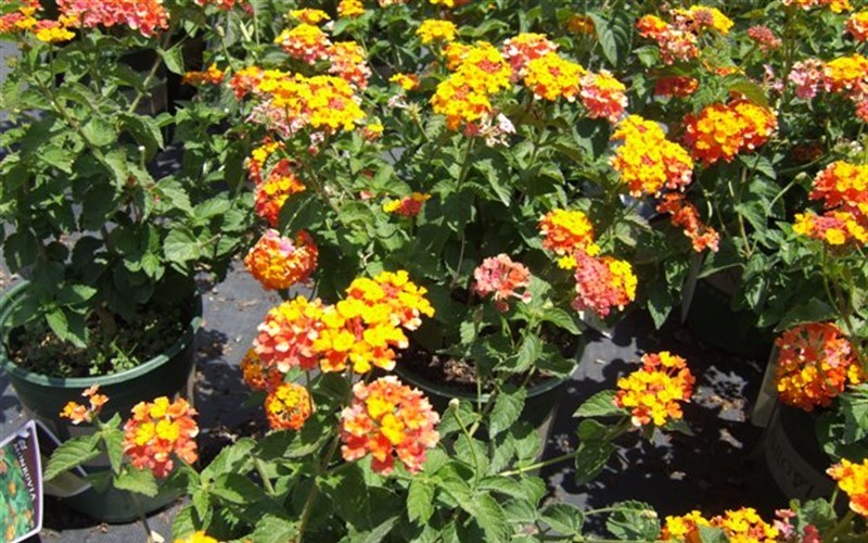 Miss Huff Hardy Lantana