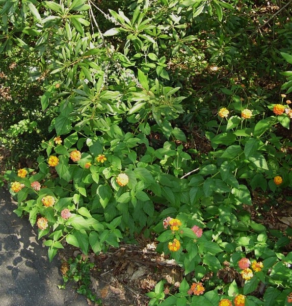 Miss Huff Hardy Lantana