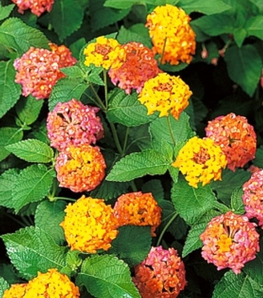 Miss Huff Hardy Lantana