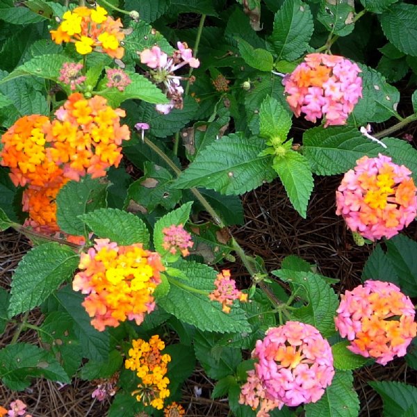 Growing The Miss Huff Hardy Lantana (lantana Camara), Perennial, Shrub 