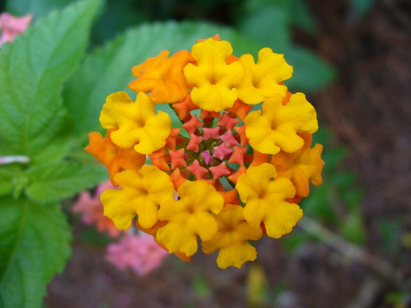 Miss Huff Hardy Lantana