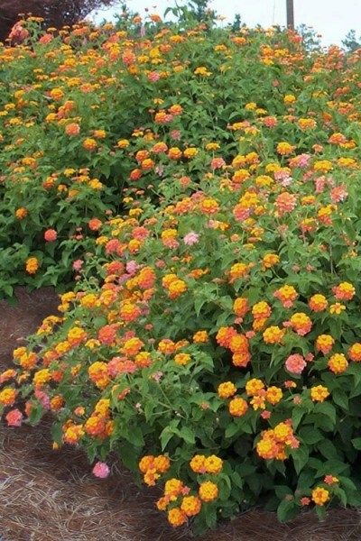 Miss Huff Hardy Lantana