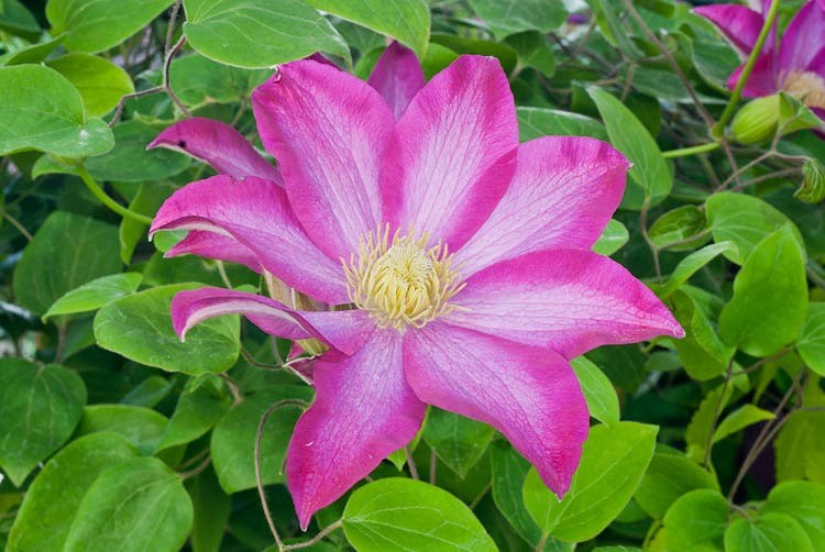 Pink Champagne (Kakio) Clematis