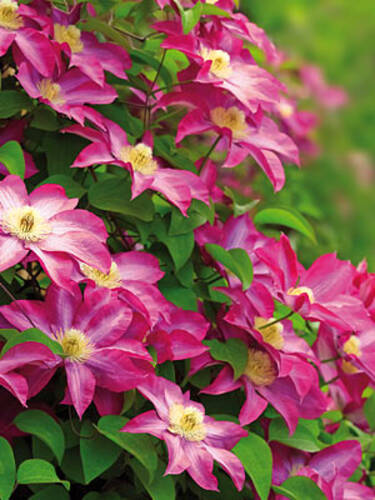 Pink Champagne (Kakio) Clematis