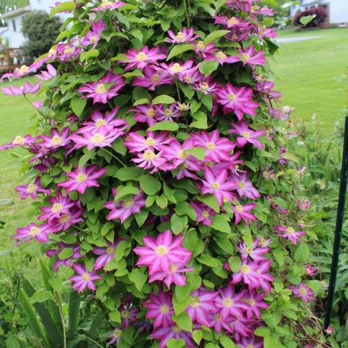 Pink Champagne (Kakio) Clematis