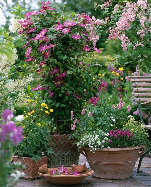 Pink Champagne (Kakio) Clematis